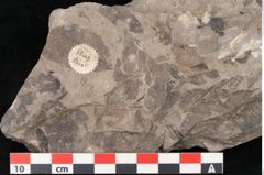 Foto (Objekt + Etikett) von Cassia pseudophaseolites Ettingshausen (NHMW-GEO-2024-0188-10160)
